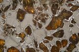 Polished Gyarub Zangbo Pallasite Meteorite ( g) Slice #301045-1